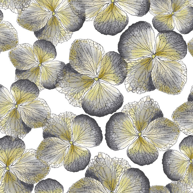 Hydrangea Grey