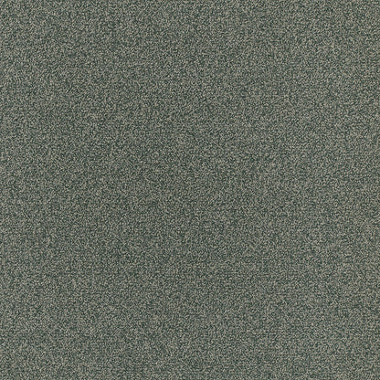 Kokoro Spruce