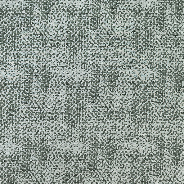 Madagasca Fern
