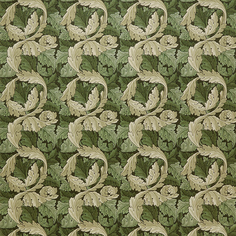Acanthus Velvet Nettle