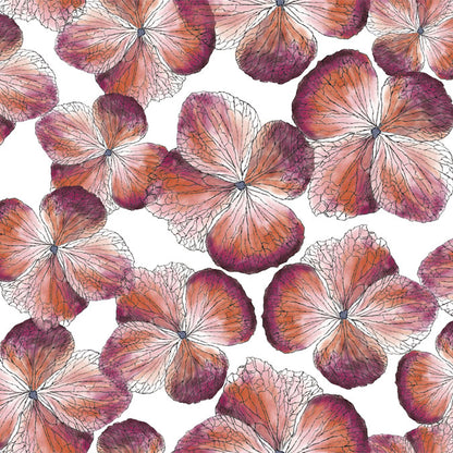 Hydrangea Magenta
