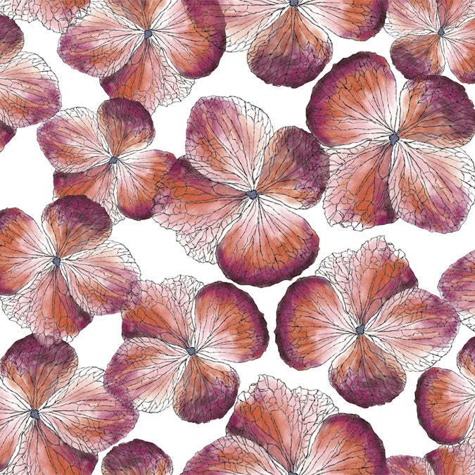 Hydrangea Magenta