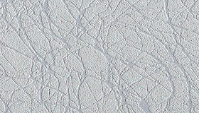 Luxe Birch