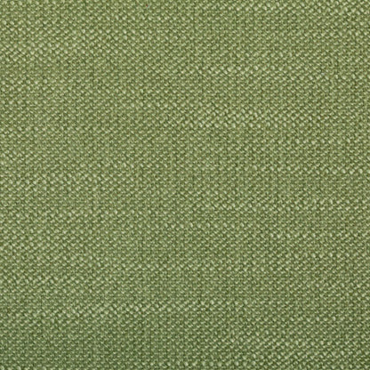 Silex Fern