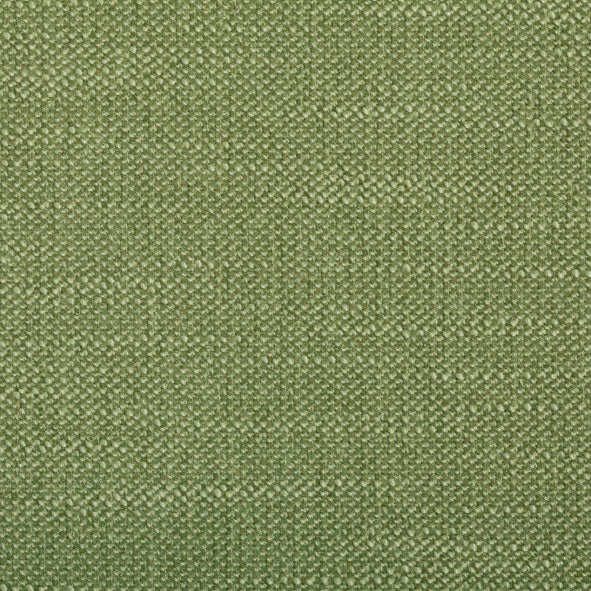 Silex Fern